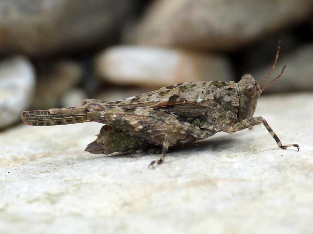 Tetrigidae - Tolfa (RM)